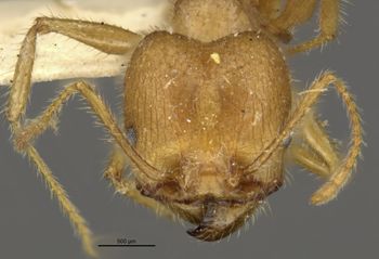 Media type: image;   Entomology 20693 Aspect: head frontal view